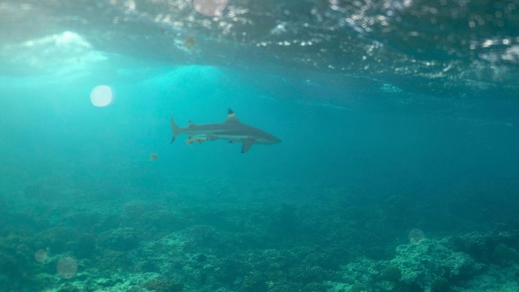 Some shark bites are ‘survival instinct', researchers say in defence of threatened predator