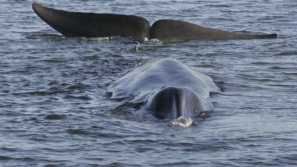 Whaling season cancelled for second consecutive year in Iceland