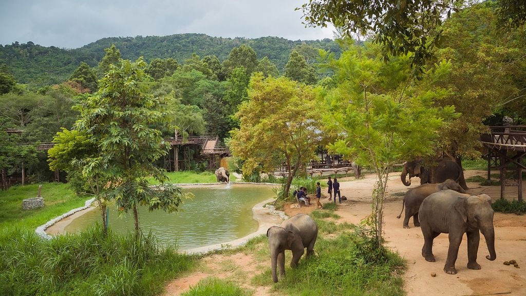 How the rise of regenerative travel is changing Thailand's elephant tourism for the better