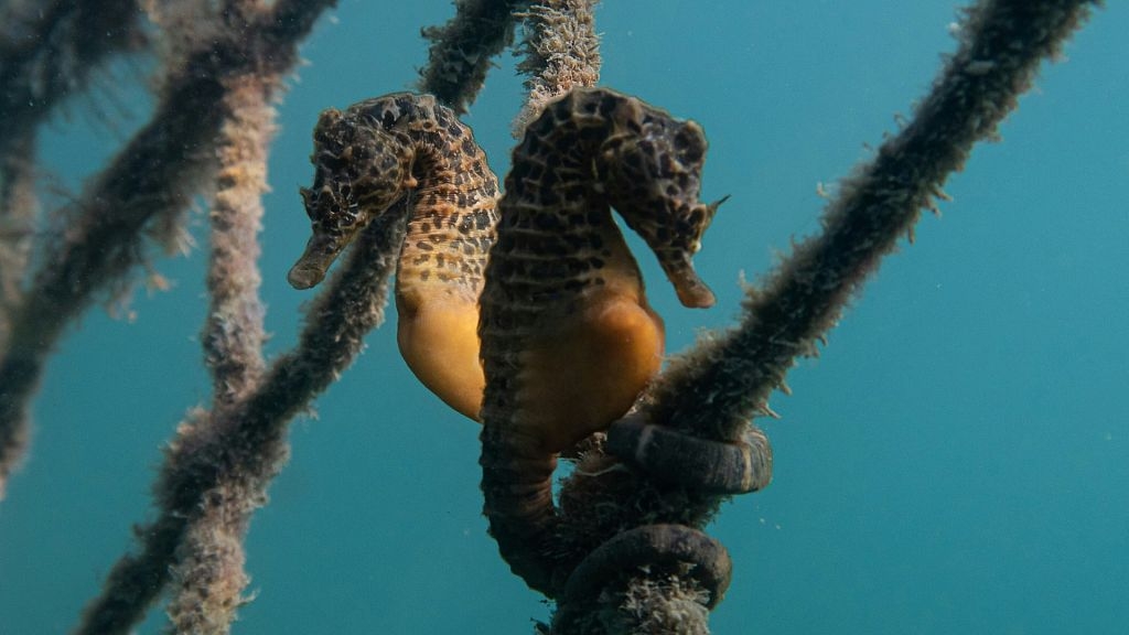 Dead, dried and hidden in cargo: The global illegal seahorse trade is growing fast