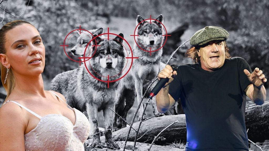 Scarlett Johansson and AC/DC are being used to scare off wolves by American farmers - and it works!