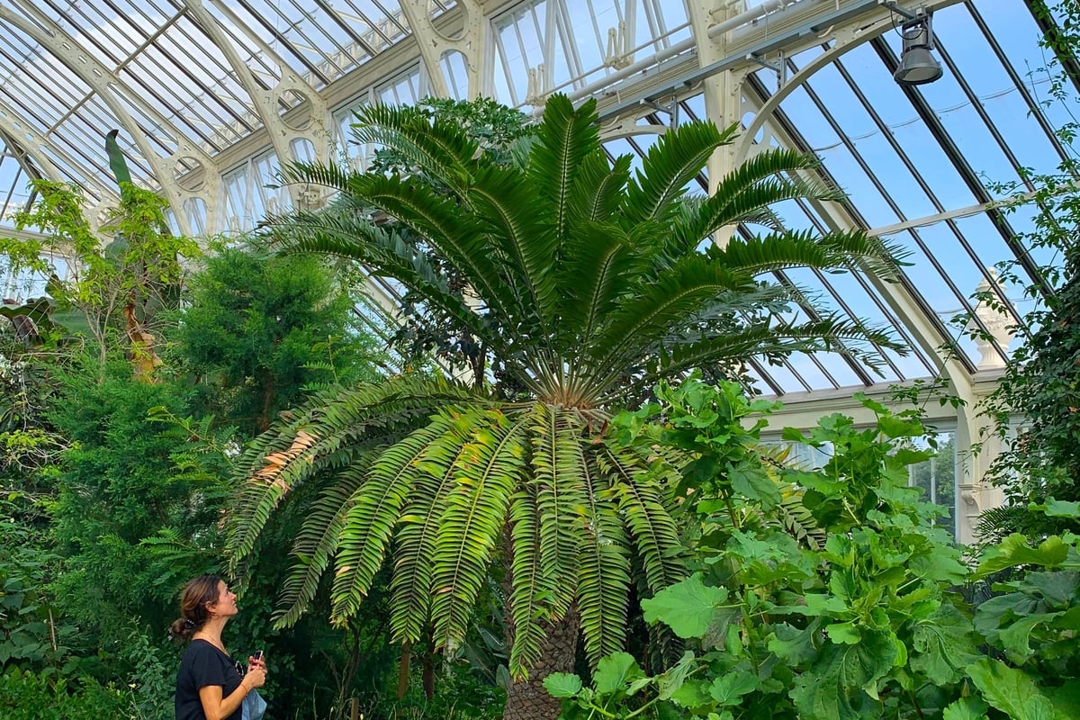 OPINION - Kew Gardens' £60m Palm House renovation plans explained ...Tech & Science Daily podcast