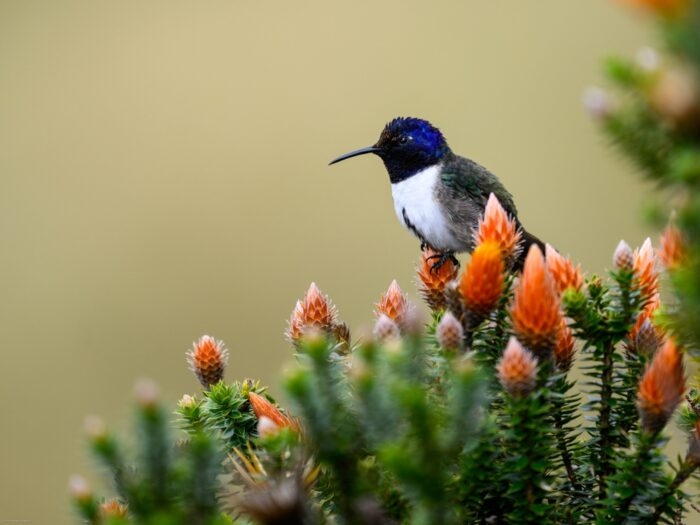 In Ecuador, the Solitary Hummingbird Becomes Social