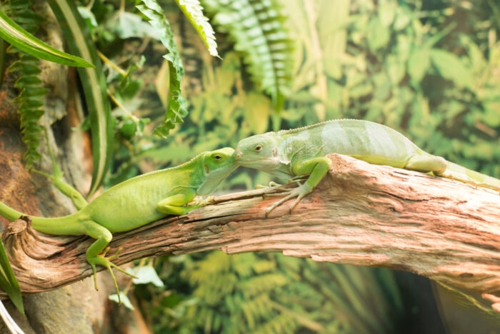 How Did the Iguana Cross the Pacific? Mystery Solved