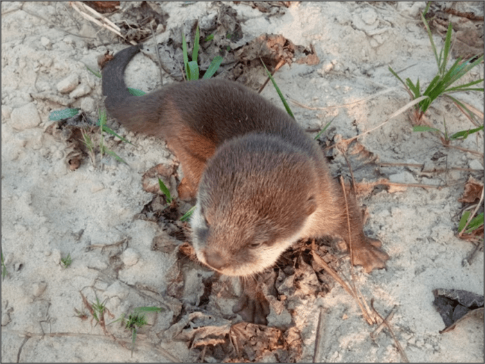 A Tiny Otter That Vanished From Nepal in the 1800s Reappears