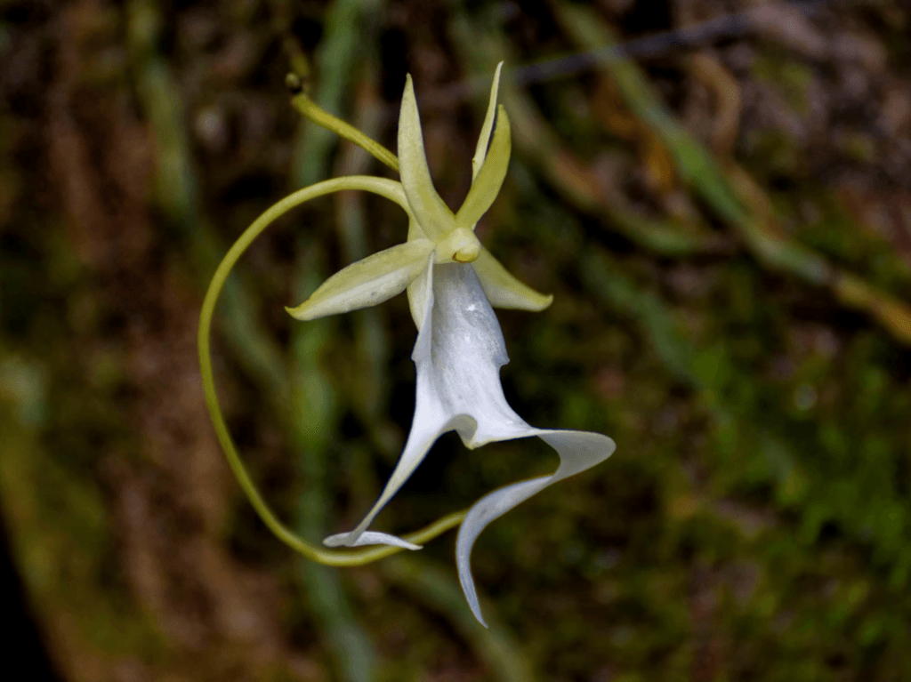 Iconic Florida plant proposed to be added to Endangered Species list