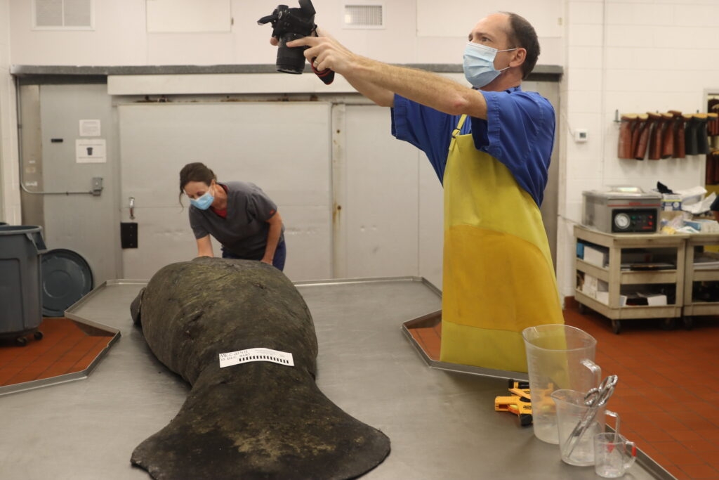 Judge finds manatee die-off proves Florida broke endangered species law