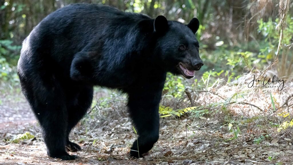 Florida wildlife agency considers bringing back barbaric steel traps