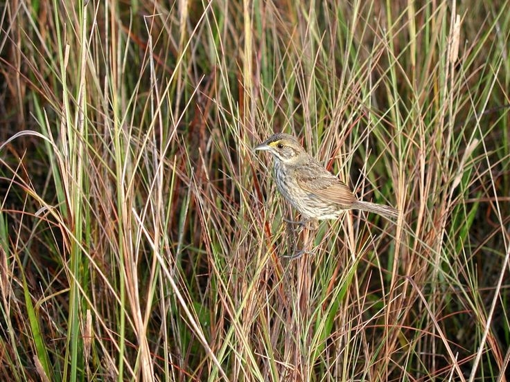 Florida agency wants to try captive breeding of endangered sparrow