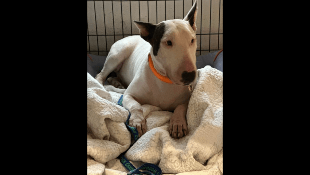 Animal abusers will face harsher penalties under newly signed bills