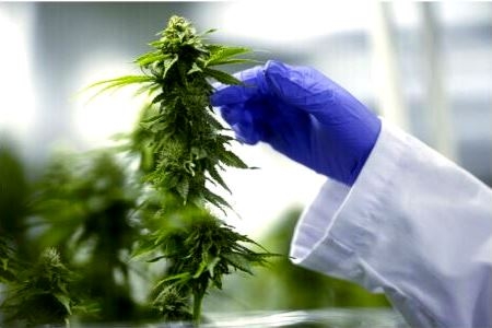 Florida House panel OKs tax on all hemp-derived THC products