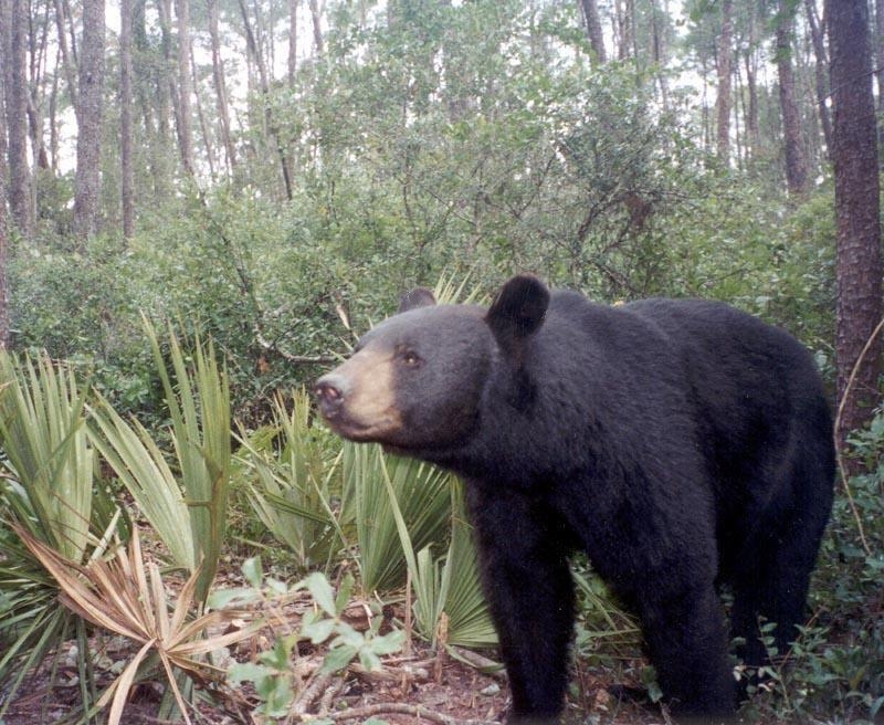 Push for new Florida bear hunt ignores real source of problems: Humans