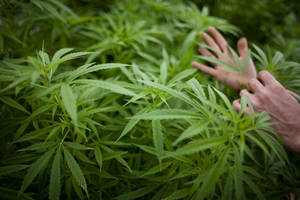 Bill that will regulate the hemp industry passes unanimously in Florida Senate