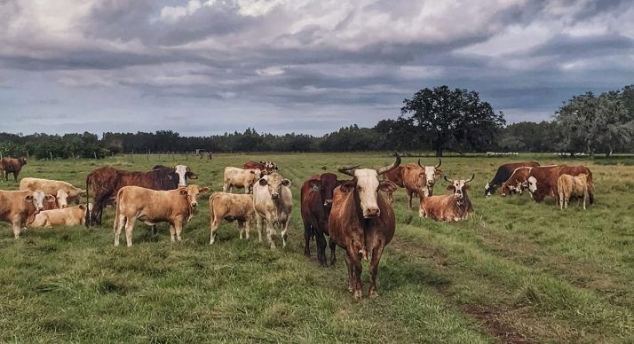 Florida legislators want to pave every rural spot left in the state