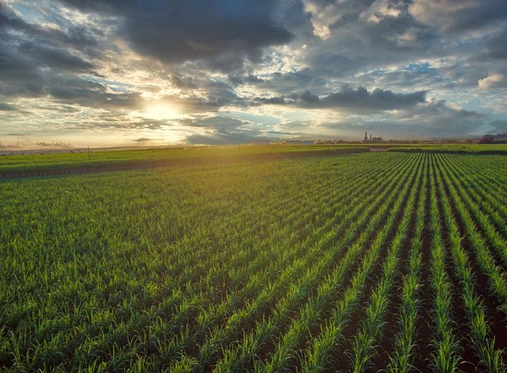 The ‘One Big Beautiful Bill' contains an ugly favor for Florida's sugar industry