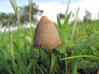DeSantis poised to sign legislation banning psychedelic mushroom spores in Florida
