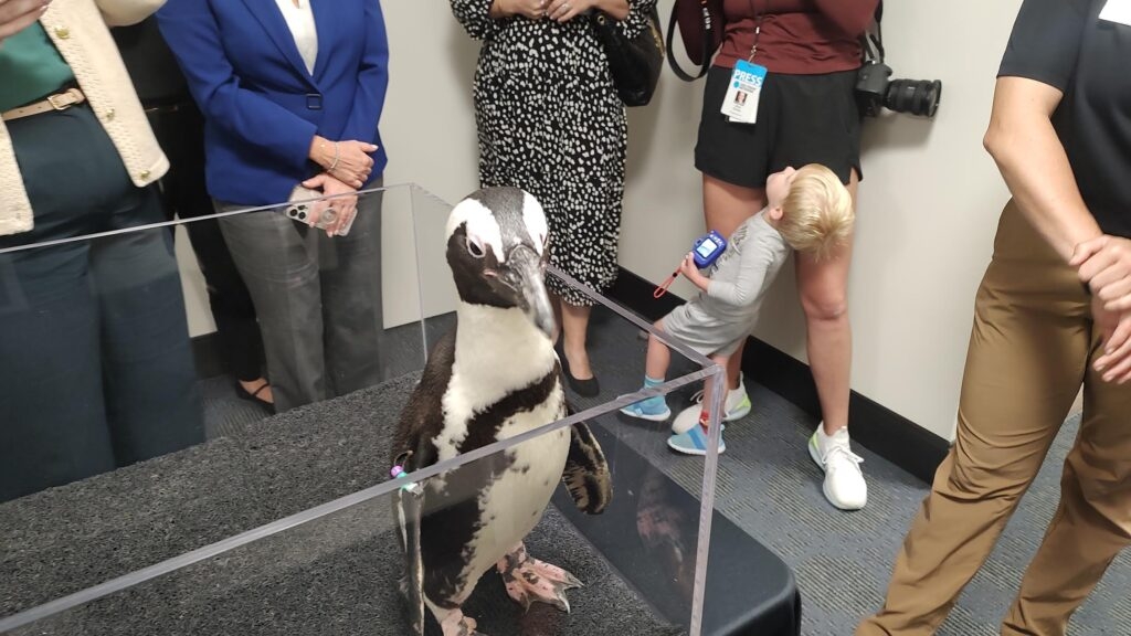 Penguins come to the Capitol