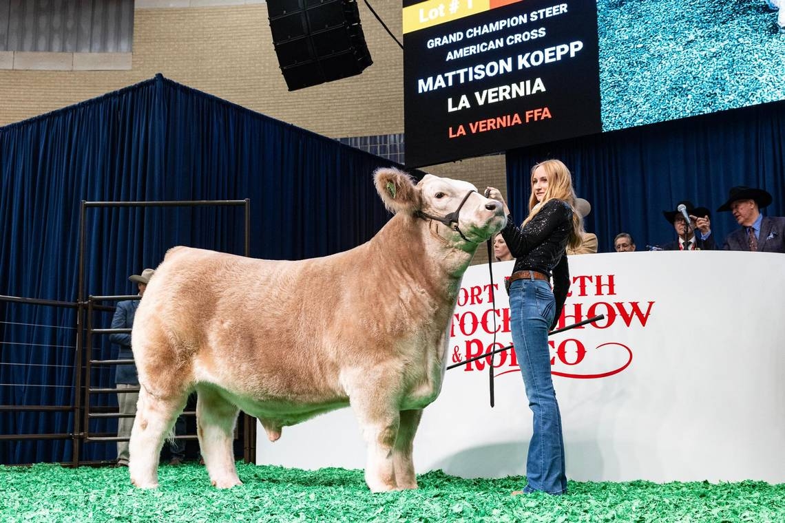 Alley Cat goes for nearly $400K at Fort Worth Stock Show and Rodeo Jr. Sale of Champions