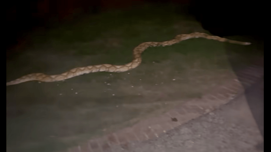 Garland animal-control officers pull 15-foot python from truck engine compartment