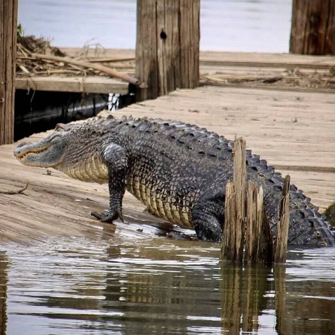 Where alligators are found in North Texas, and what to do if you see one