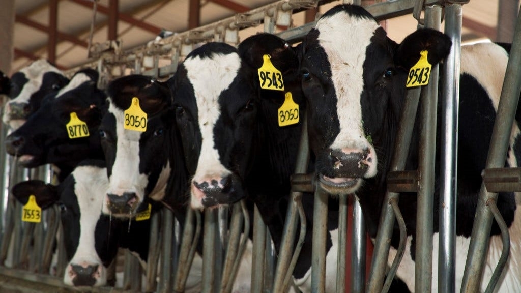 Bird flu found in Arizona dairy cattle milk after being first detected in neighboring Nevada
