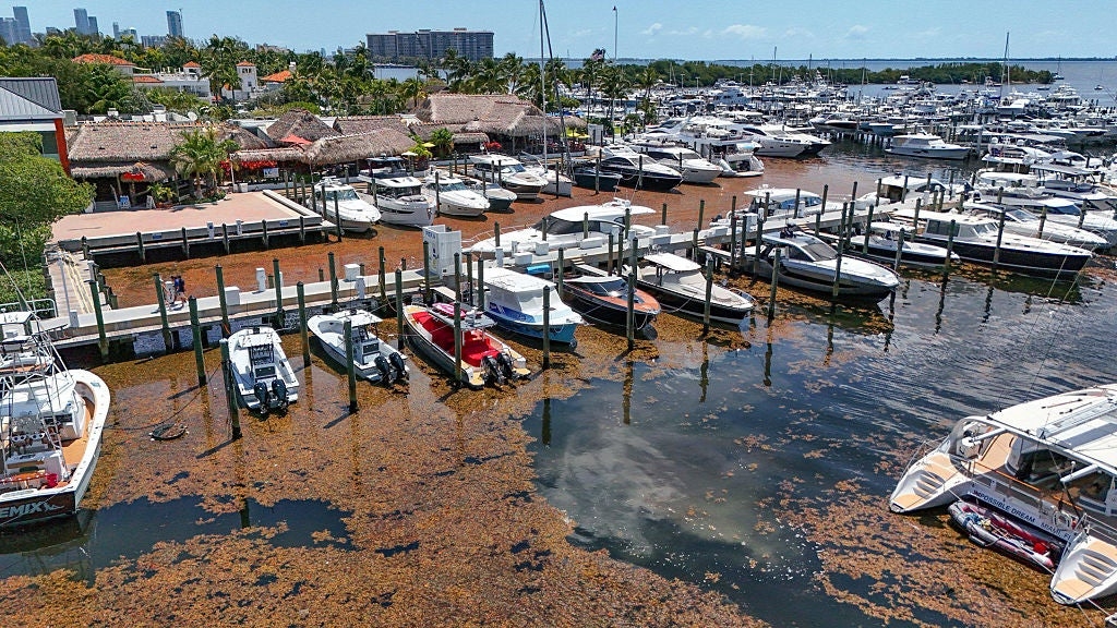 Record-setting, smelly Sargassum seaweed headed for South Florida in May