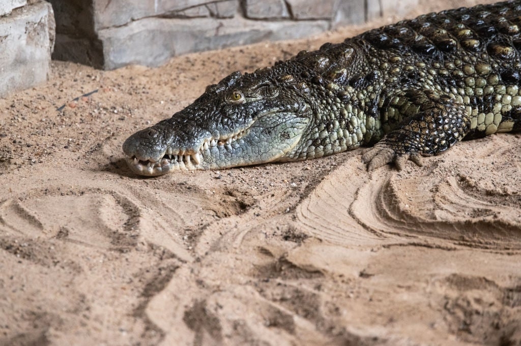 Crocodiles may be forced to change ways due to climate change, researchers find