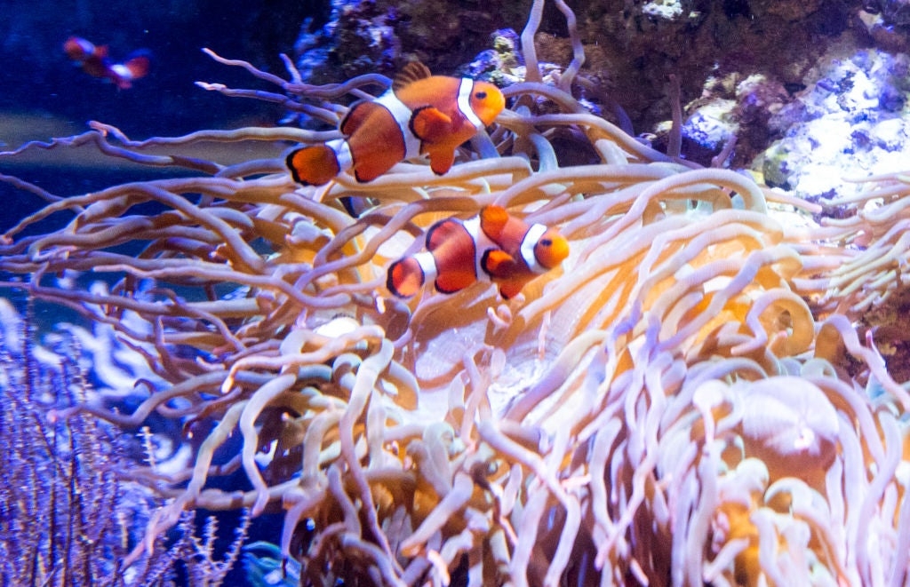 ‘Nemo' may have developed an unexpected survival tactic