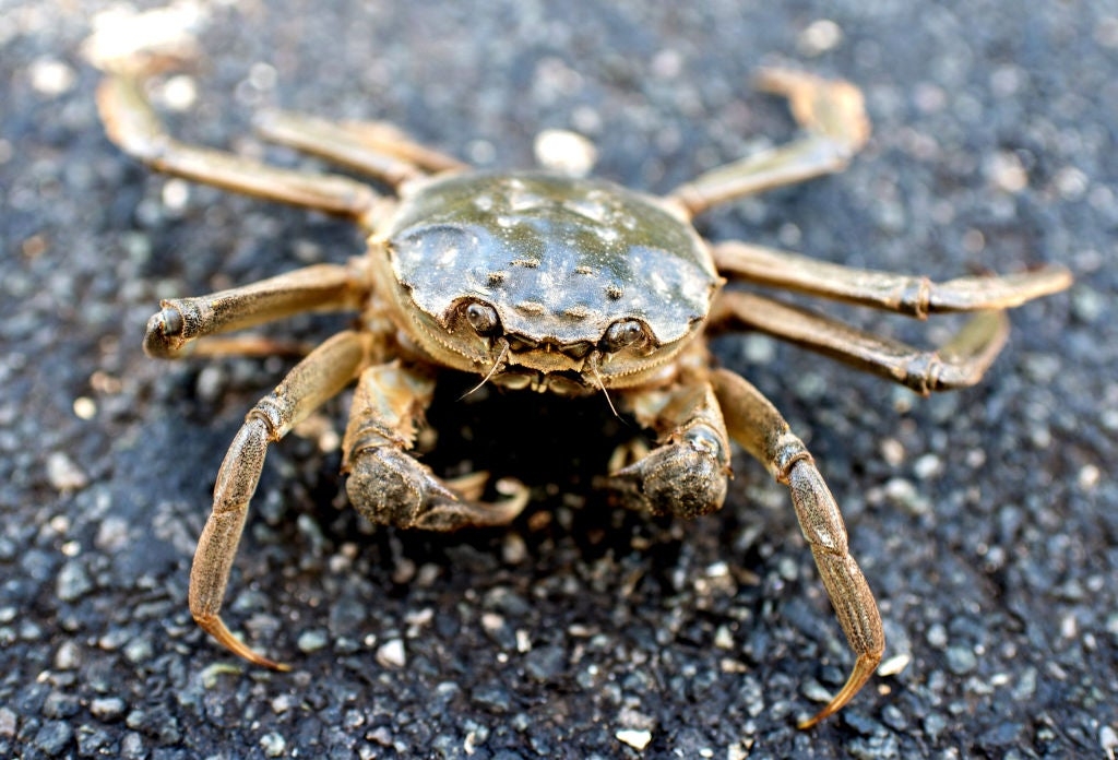 See it: Invasive species of crab spotted for first time in Pacific Northwest