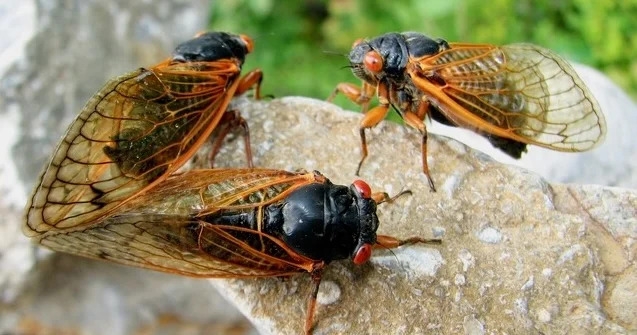Cicada 'rolling emergence' set to begin buzzing in days as temperatures warm in South, Northeast