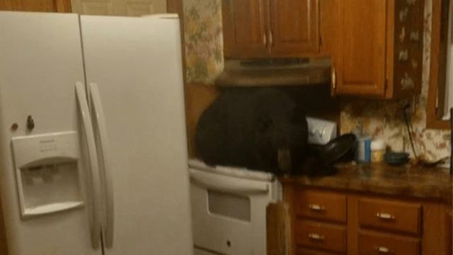 Bear falls through ceiling of Kentucky home after climbing ladder, squeezing into attic