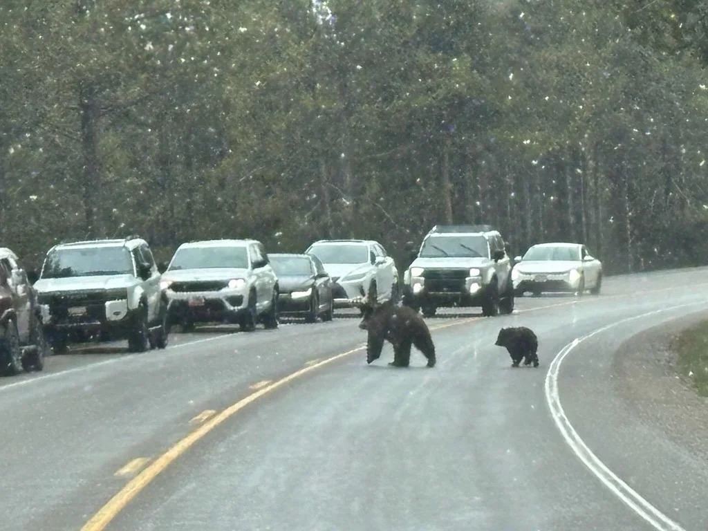 Missing triplet of dead grizzly bear cubs reunited with mama in Wyoming national park