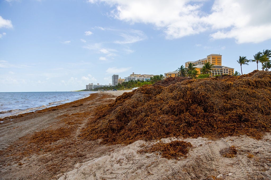 Florida, Caribbean beaches could be choked out by record levels of Sargassum seaweed this summer