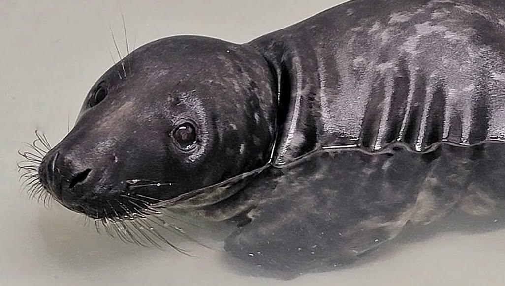See it: Injured seal pup attacked by shark found on New Jersey beach