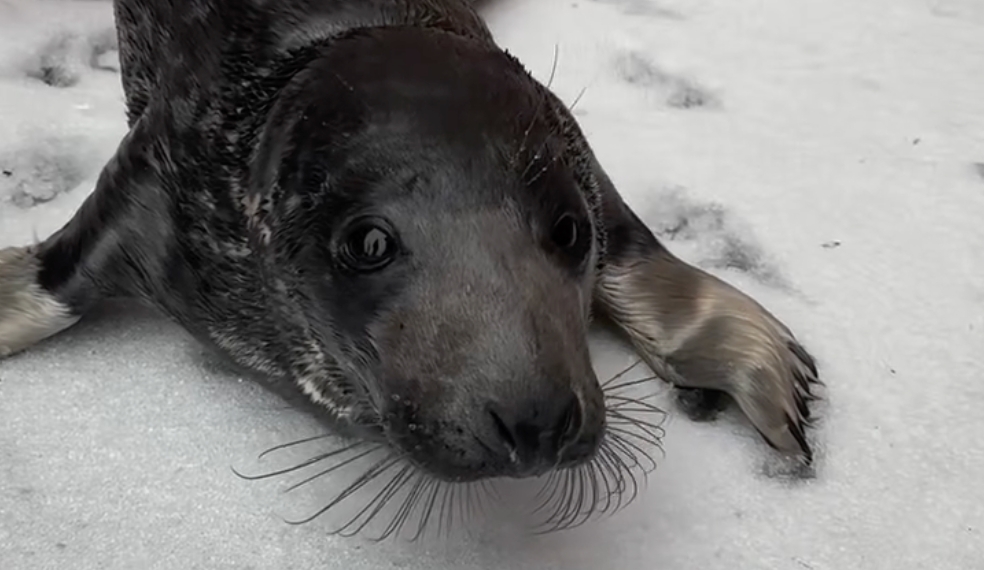 Watch: Baby seal rescued after wandering streets of Connecticut city