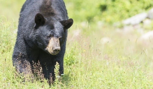 Suspected Florida bear attack leaves man, dog dead