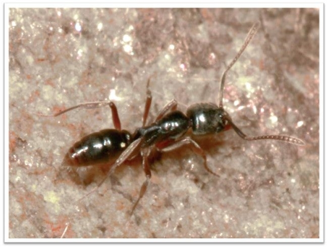 Invasive ant species that can cause anaphylaxis reported in nearly 20 states