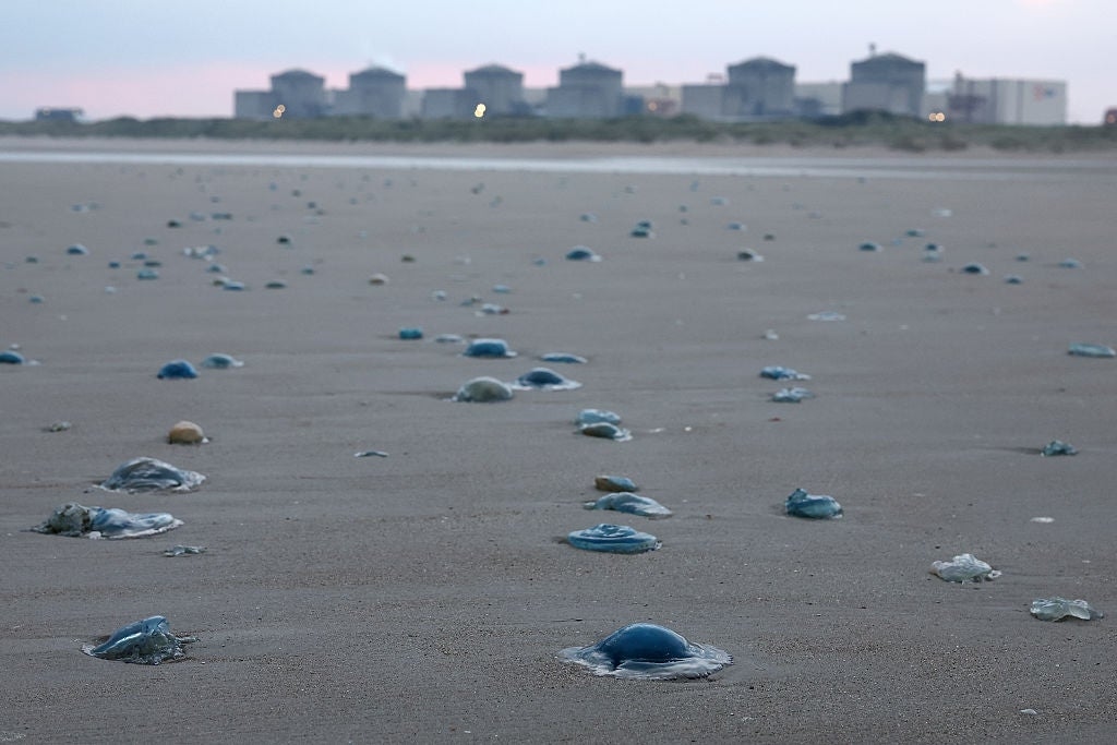 Jellyfish swarm forces shutdown of French nuclear power plant
