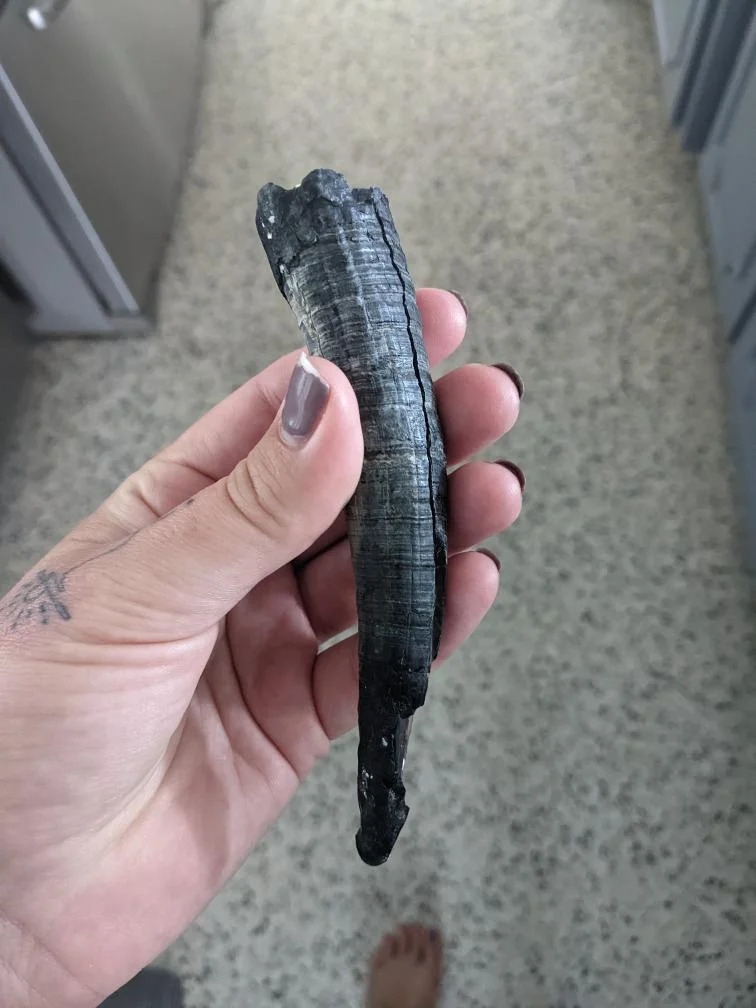 See it: Massive megalodon tooth found by diver off Florida coast