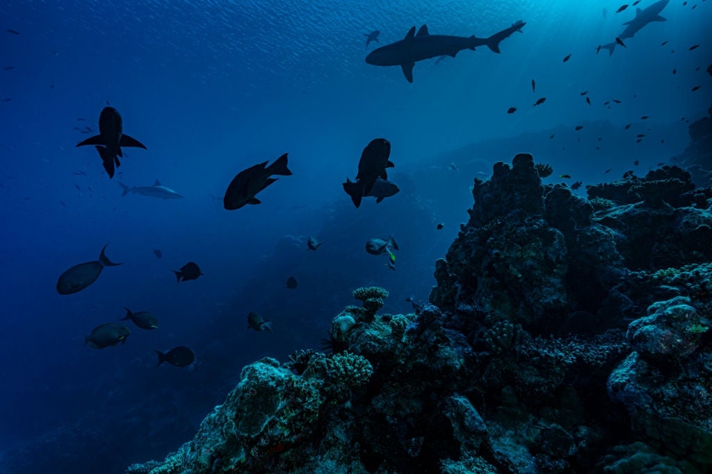 Deep ocean mystery: Just 0.001% of deep ocean seafloor has been visually explored