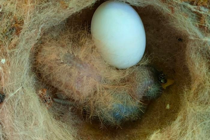 Baby hummingbird with appearance of dangerous caterpillar discovered in Panama