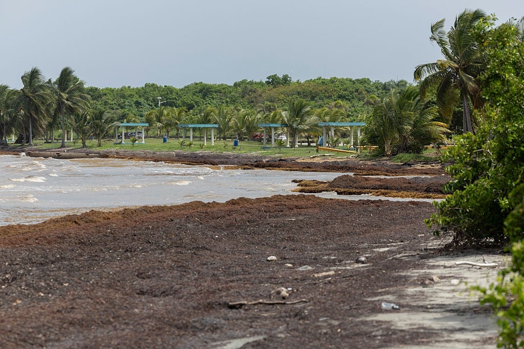 Record-breaking sargassum invasion in Atlantic, Caribbean threatens to foul beach resorts