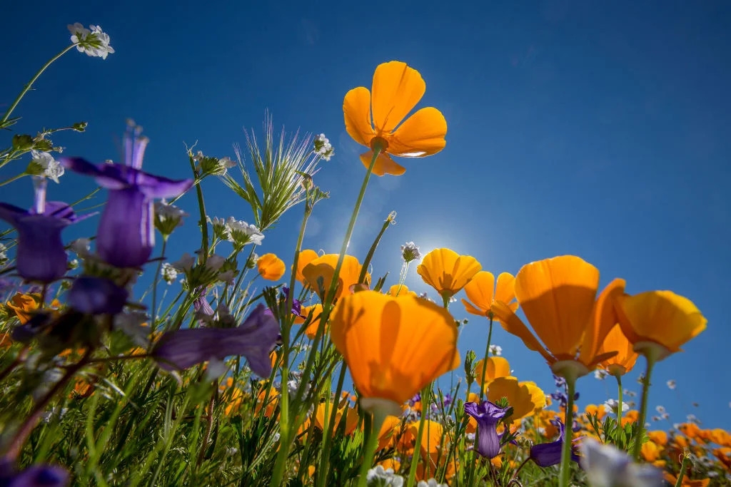 NOAA's new astronomical spring weather outlook paints a familiar tune