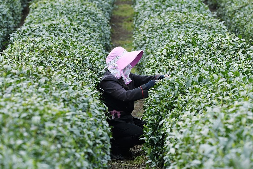World's second most consumed beverage faces impacts from climate change