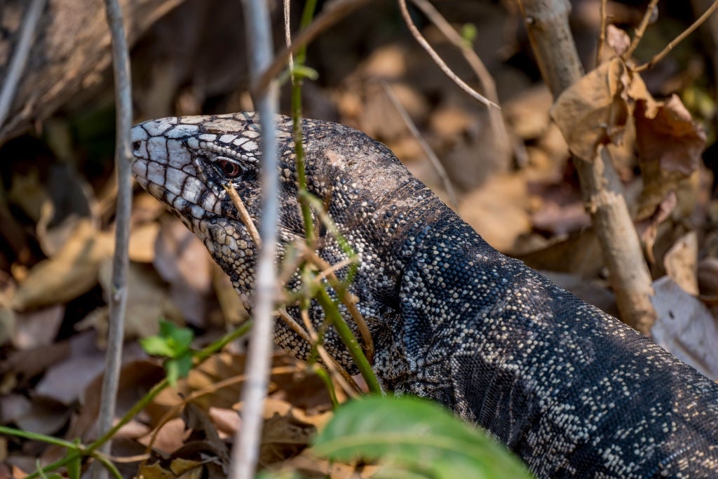 Destructive invasive lizard species spreading through Florida, Southeast