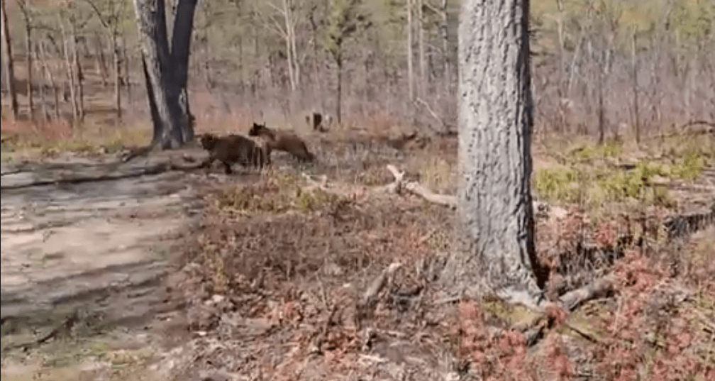 See it: Virginia black bears released back into wild after rehabilitation
