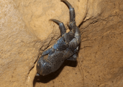 Rare giant crab not seen on tsunami-ravaged island in over 150 years found in remote cave