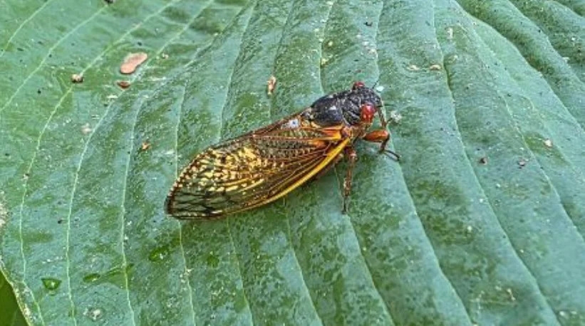 'Screaming' trees spread from South to Northeast as cicada brood emerges