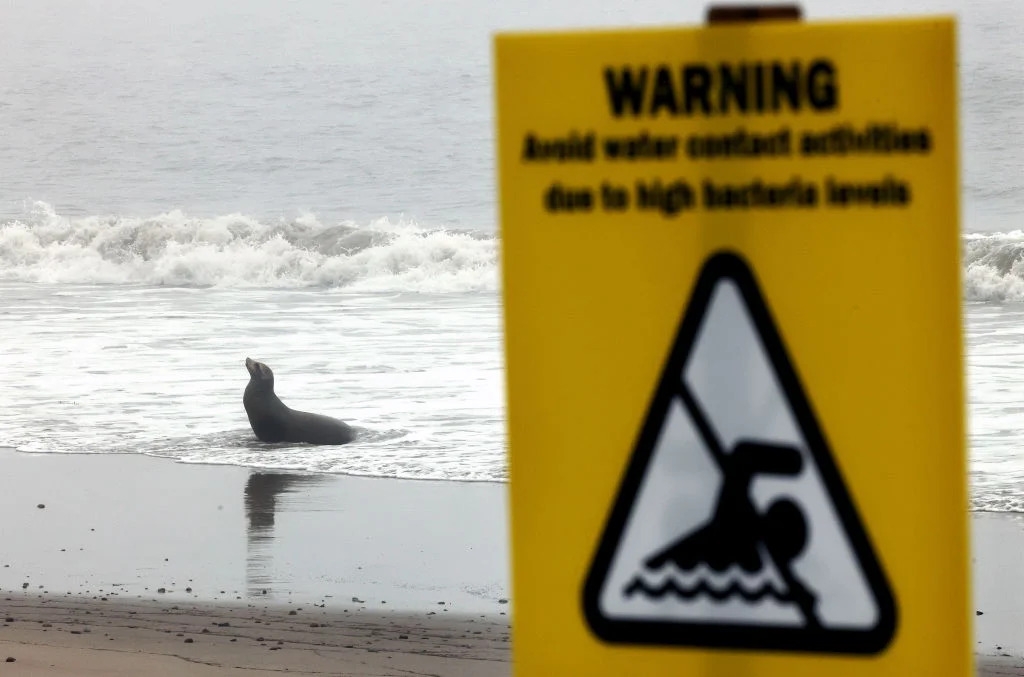 Toxic algal bloom outbreak underway along California's coastline leading to strandings of dolphins, seals