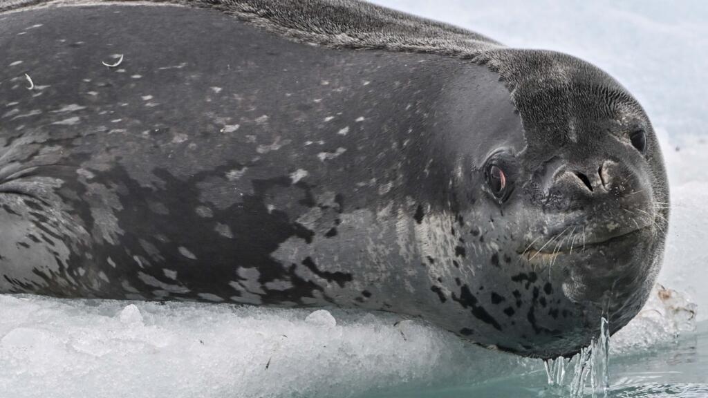 The Bright Side: Leopard seal love songs structured like nursery rhymes, study finds